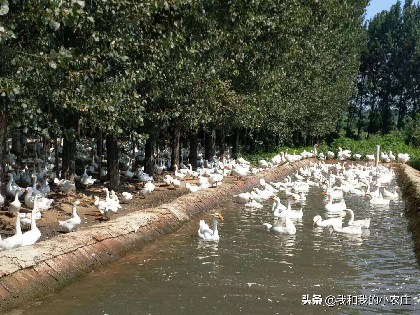 农村养鹅好养吗现在,养鸭和养鹅哪个养殖前景好