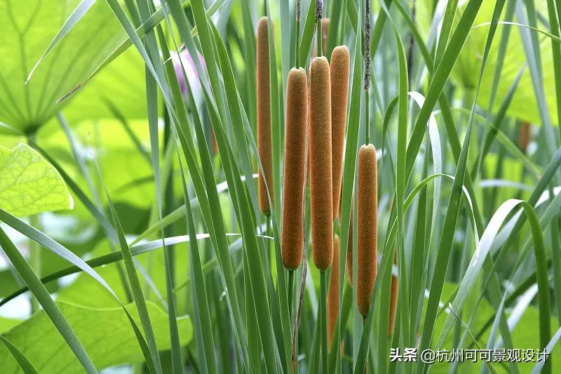 庭院长方形水池水景流水造景,庭院花池种植设计效果图