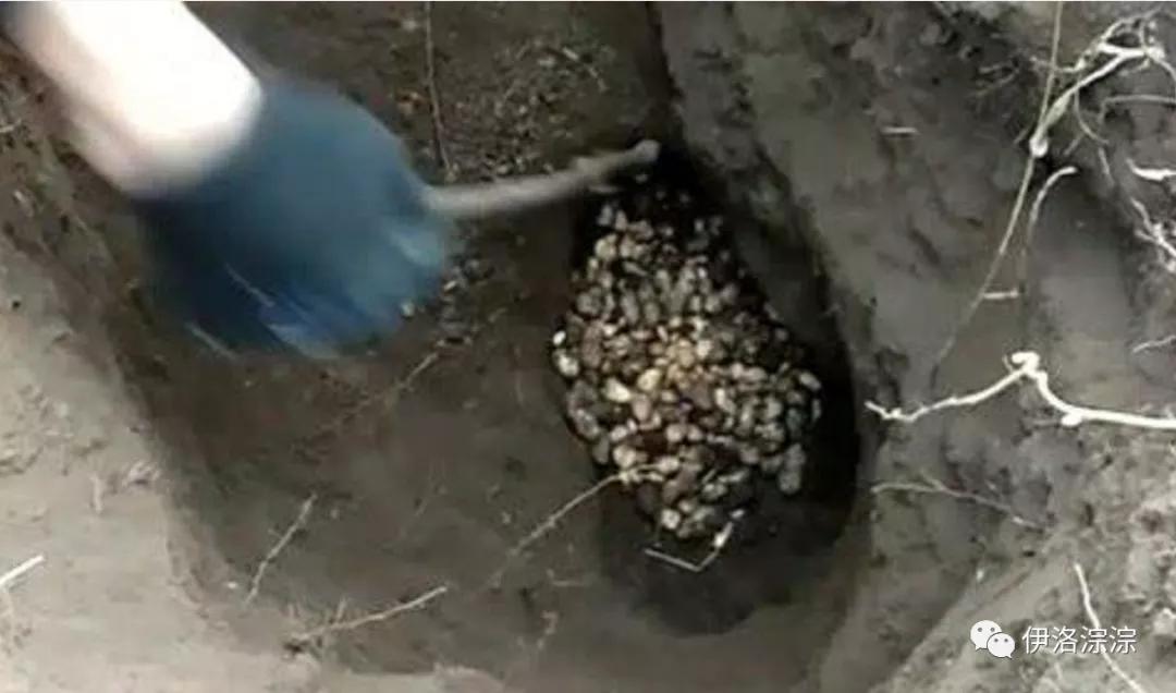 童年趣事逮蚂蚱,童年趣事捉蛐蛐