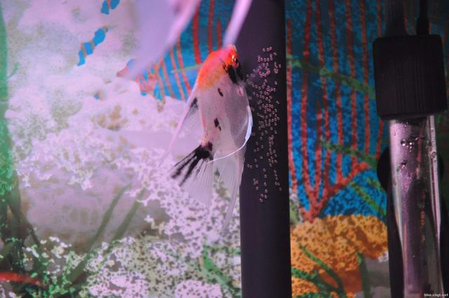 发现观赏鱼在鱼缸里产卵,鹦鹉鱼观赏鱼产卵怎么孵化