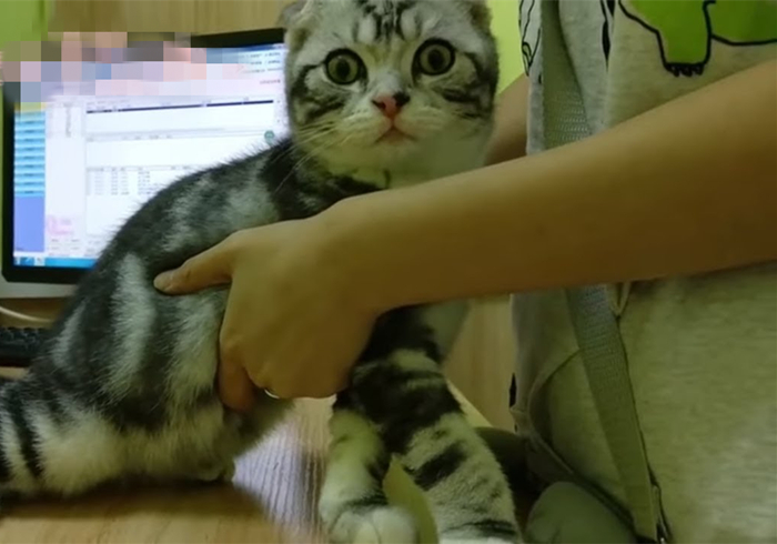 猫咪体检预约难还怕错过？学会七种方法，在家也能为爱猫检查身体