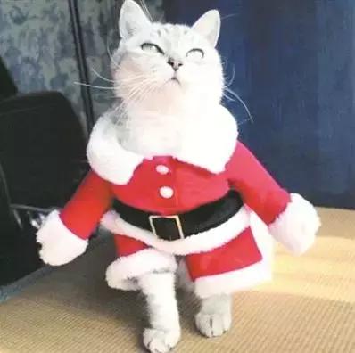 疯了！为了能和中国人一起过双十一，老外们绞尽脑汁