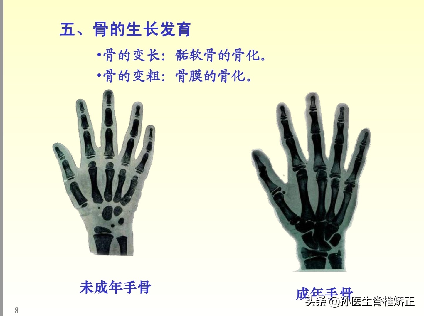 解剖学基础ppt完整版,人体系统解剖学ppt完整版