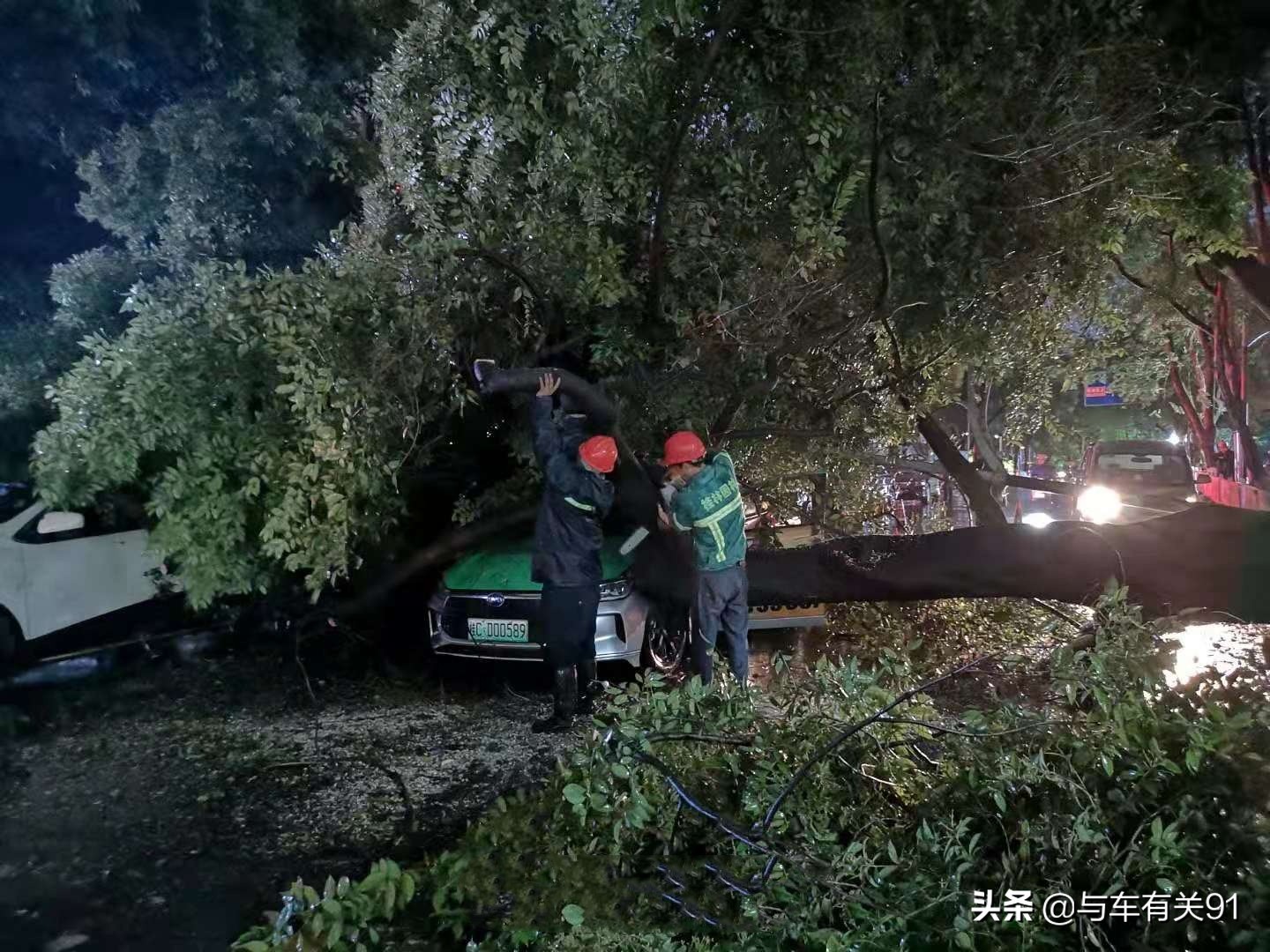 车被树砸了人保理赔吗,如果车被树砸了保险赔吗