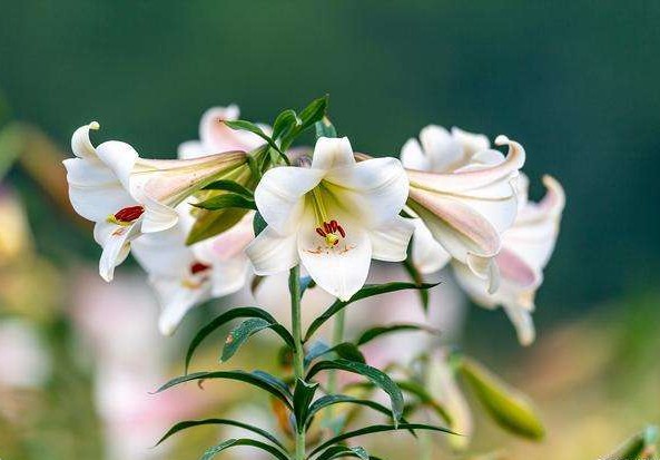 百合花开花了怎么保持花期长,最好看的百合花花期