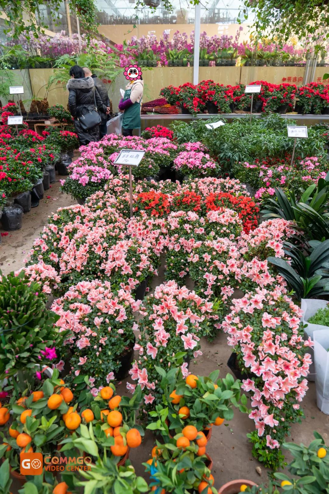 重庆最大的花市在哪里,重庆花市排名前十名