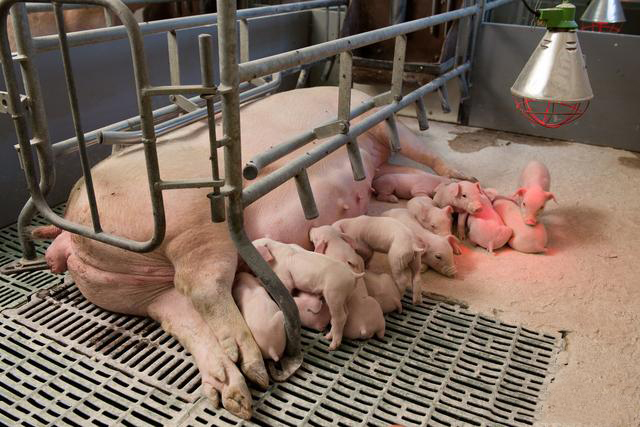 母猪产后不吃体温正常怎么回事,母猪产后体温正常不吃怎么办