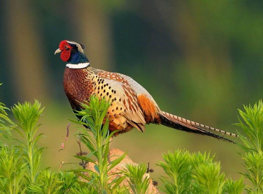 野鸡为什么泛滥成灾,野鸡泛滥成灾为什么还是保护动物