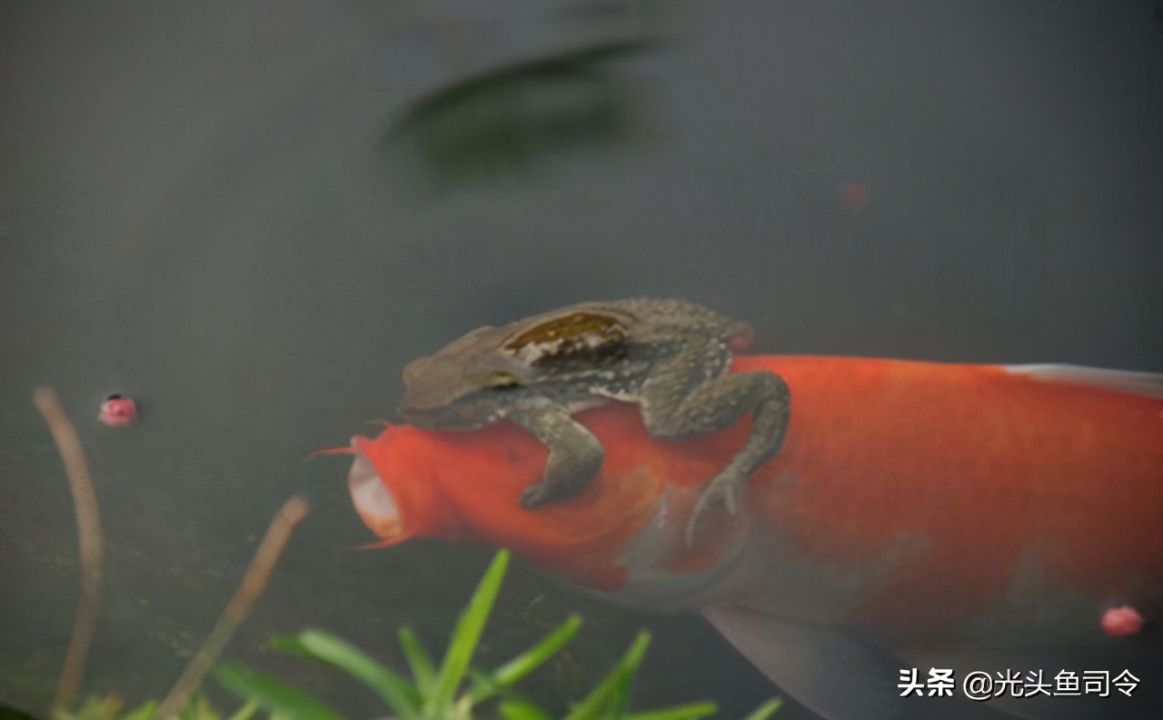 金蟾抱鲤为什么寓意升官发财,金蟾抱鲤升官发财