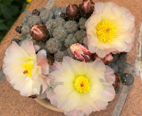 仙人掌开花有多美,仙人掌花开好娇艳
