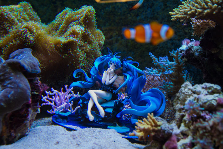 如何开始养珊瑚,新手养珊瑚方法