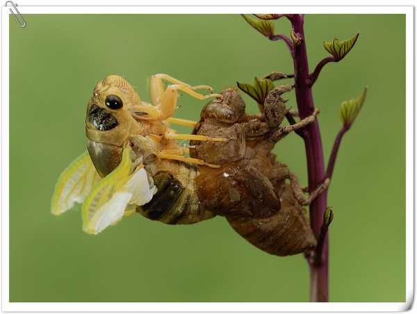 北方常见的昆虫科普知识大全集,南方动植物昆虫实物图鉴