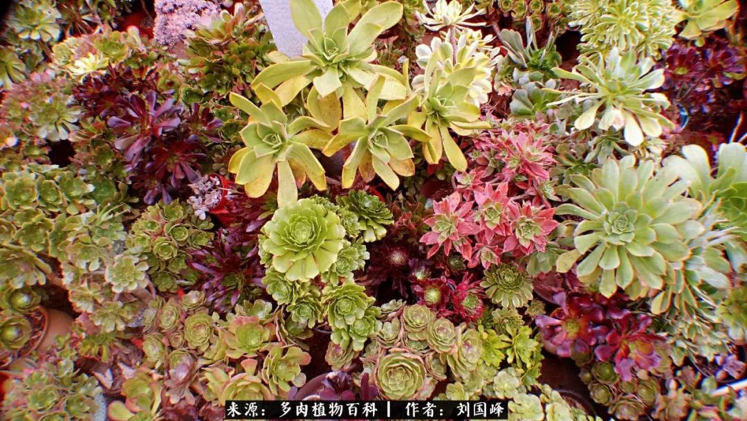 七百元打造的多肉王国，你还缺什么？