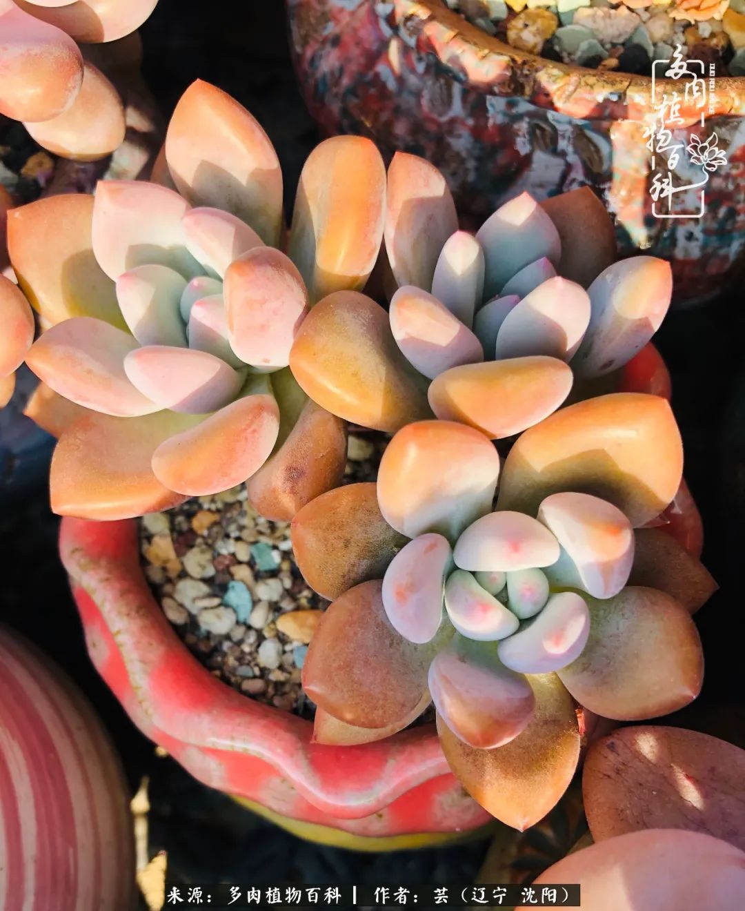 万物皆有灵性有因必有果,万物皆有灵性与生命