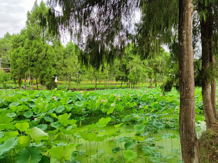 涔愯嚦鑽疯姳鎽勫奖浣滃搧娆ｈ祻,涔愯嚦鍗拌薄鎽勫奖