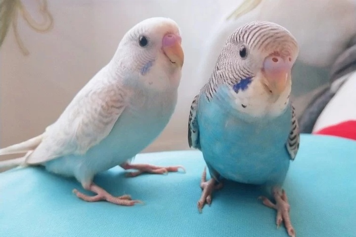 鹦鹉不听话怎么办,鹦鹉不听话的危害