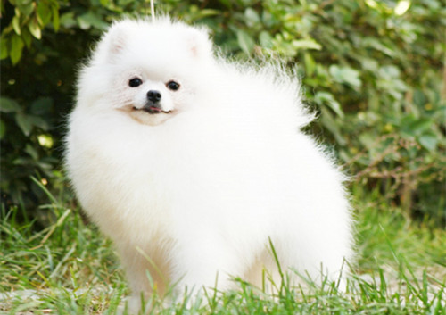 博美太活跃怎么办,博美不合群