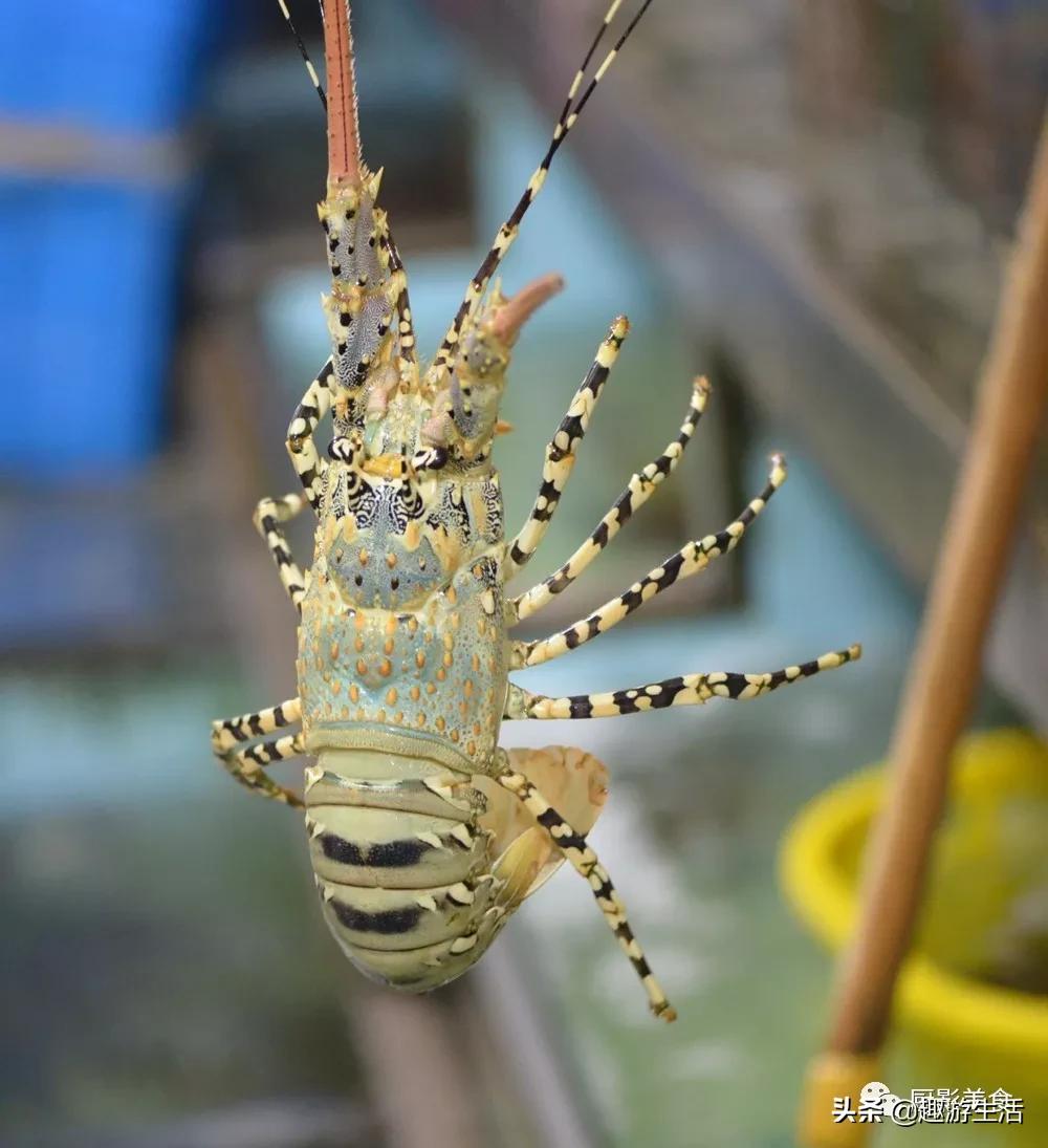 世界上的各种龙虾,世界上最大龙虾