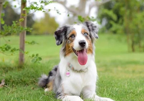 治疗狗狗呕吐的最佳方法,狗狗出现呕吐的原因以及处理方法