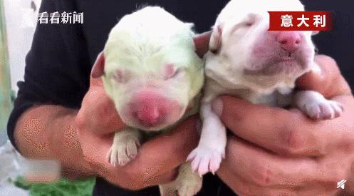 白柯基妈妈生宝宝,白狗妈妈生了一窝黑狗