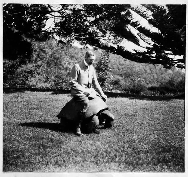 从清代活到现代的乌龟,被遗弃的乌龟完整视频