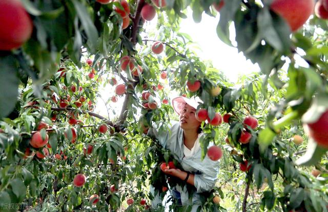 7月份桃子摘后桃树该怎样管理,桃树谢花后多长时间进入硬核期