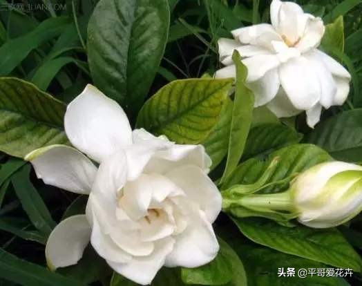 栀子花烂根最好的处理方法,栀子花烂根怎么补救最快最有效