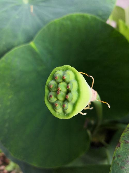 碗莲夏天能全天暴晒吗,碗莲夏天用量