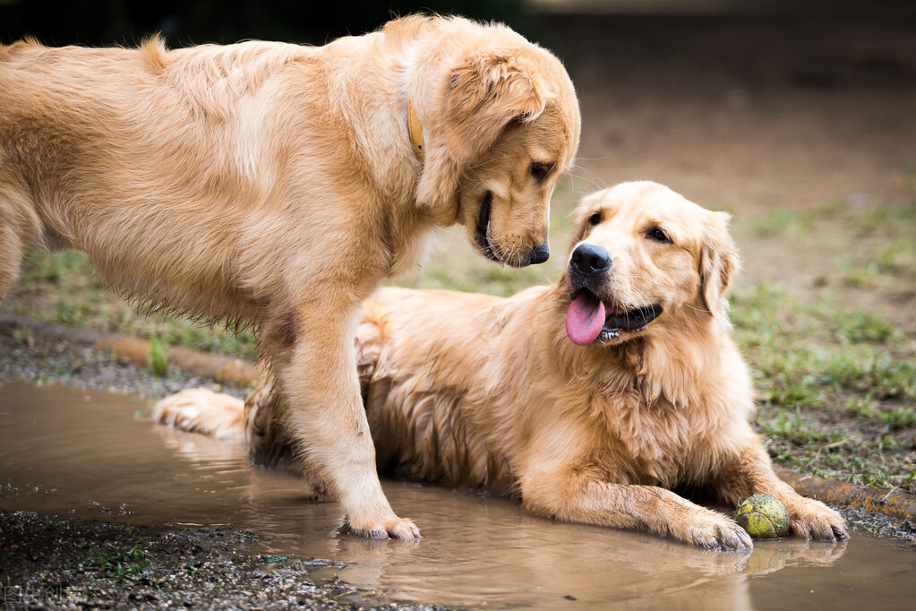 喂养宠物狗要注意什么事项呢英语,新人养狗金毛注意事项