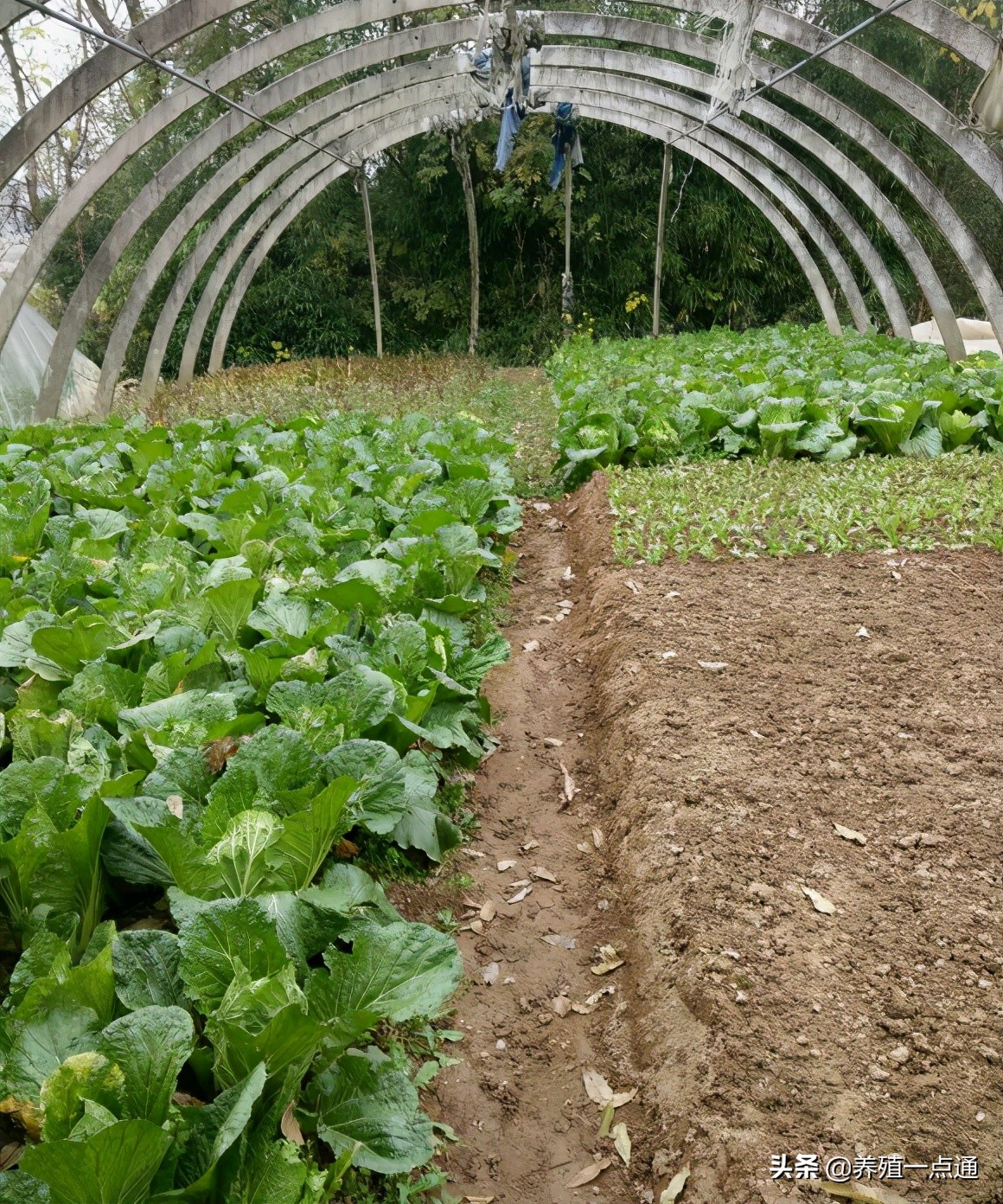 90后养羊专业户,最赚钱的养羊模式