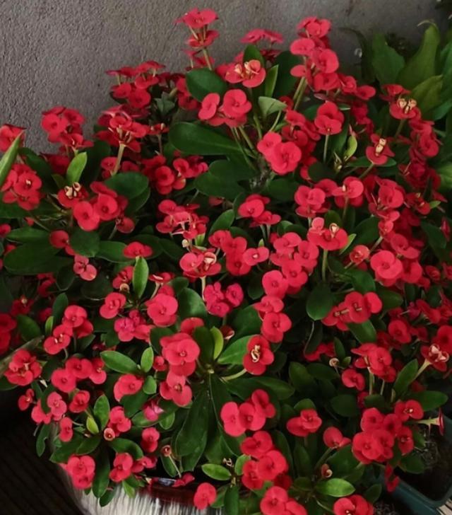 虎刺梅叶子繁茂,虎刺梅怎么养才能更旺盛