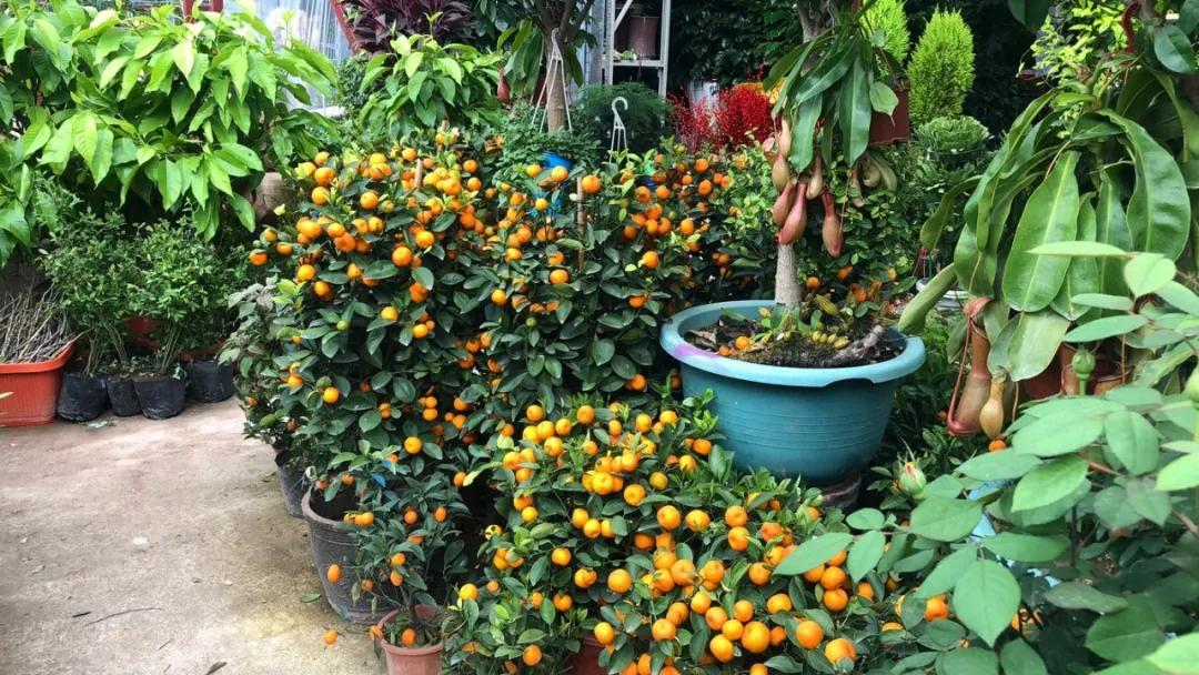 重庆最大的花市在哪里,重庆花市排名前十名