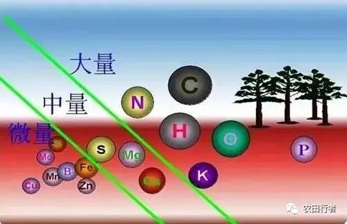 无磷不开花无硼不坐果无钾不上色,无氮不生长无硼难坐果