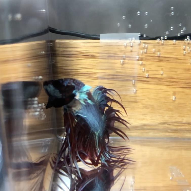 外国女子救下崩溃男子,外国女生救斗鱼