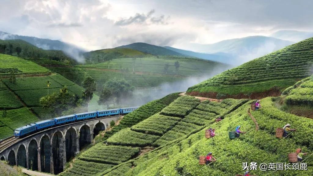 咖啡太苦奶茶太甜,咖啡太苦也太甜