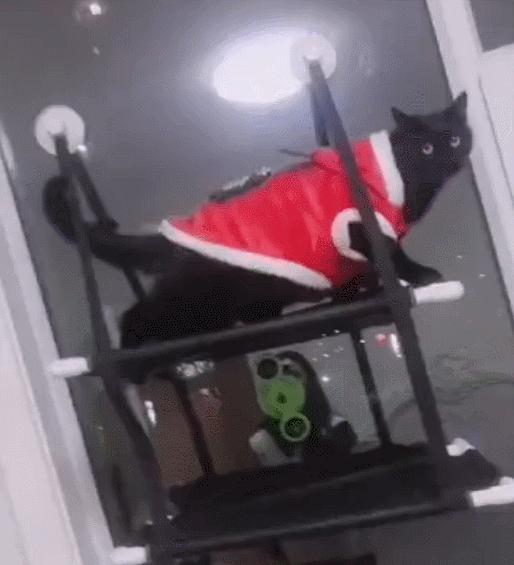 猫咪没坏心眼视频,猫咪没有坏心思在线阅读