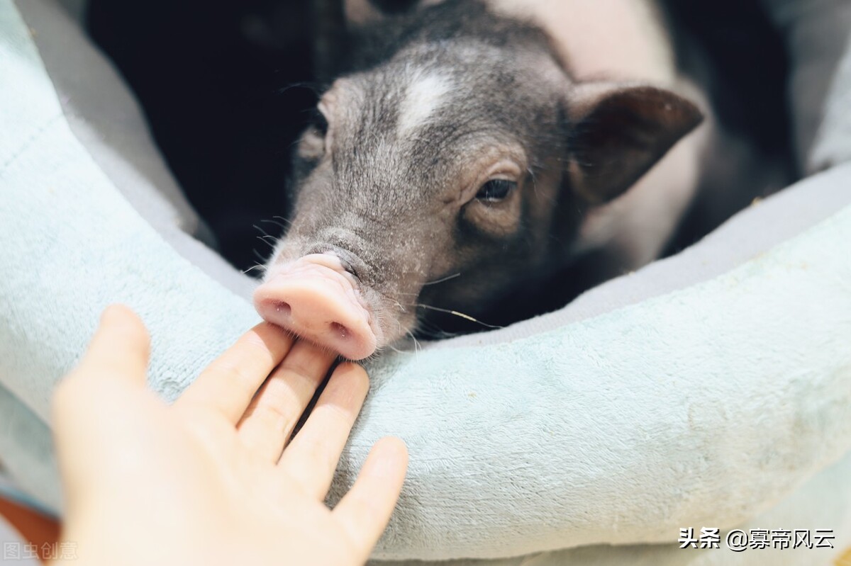 北京撸猪馆,江浙沪最好的撸猪馆