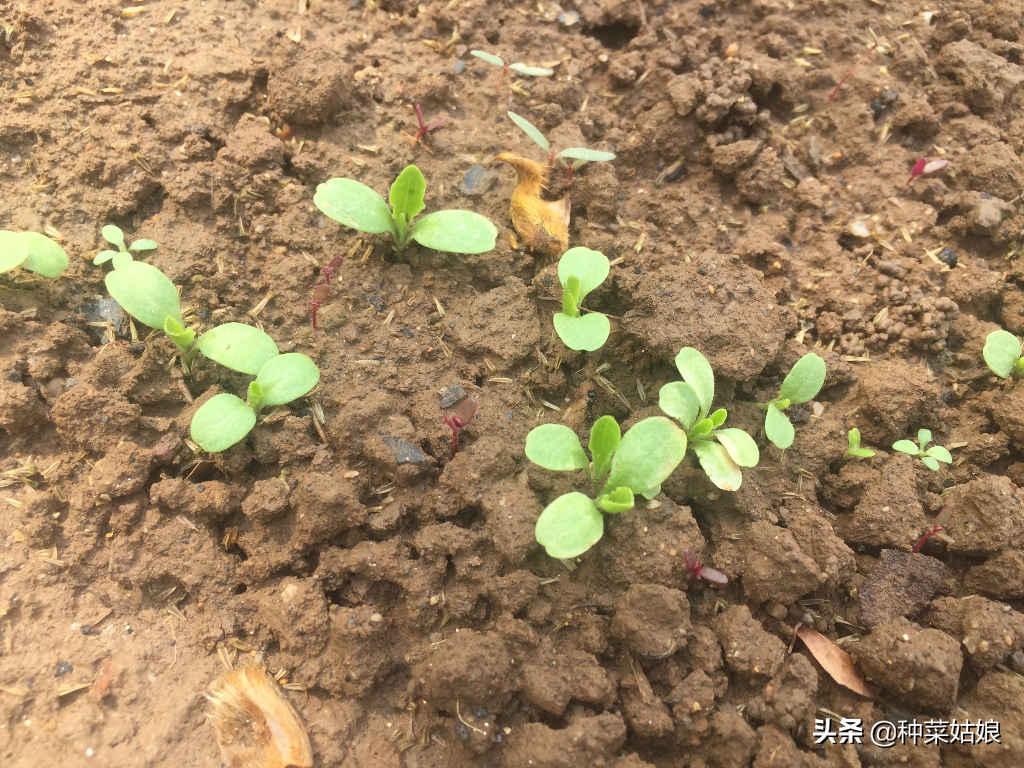 蔬菜育苗出苗怎么管理,种植蔬菜幼苗徒长怎么办