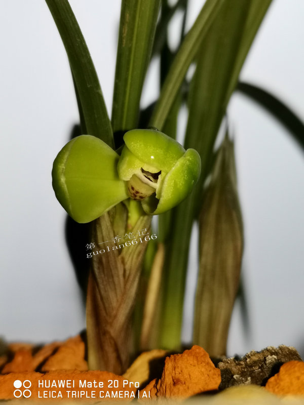 艺兰频道兰花价格,兰花养护掌握6点