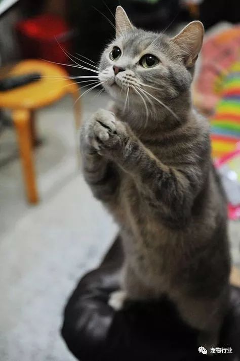 猫中枢神经受损恢复的10个征兆,猫神经受损怎么引起的呢怎么治疗