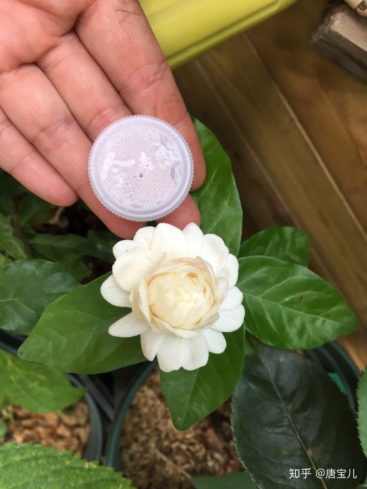 如何提升花种成活率,花种种植生活小技巧