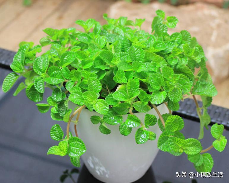 除甲醛的绿植和花卉,除甲醛绿植第一名又好养