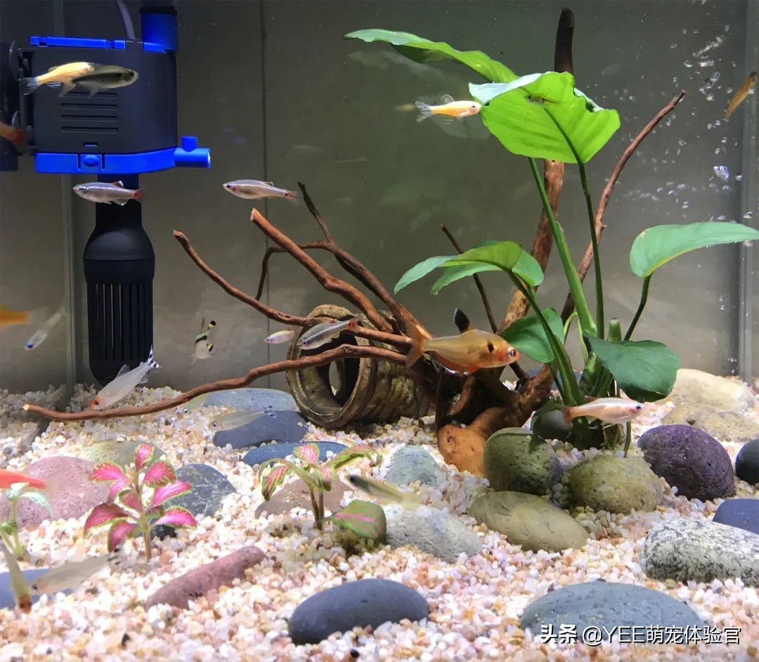 用亚克力板做鱼缸的缺点,亚克力鱼缸的优缺点