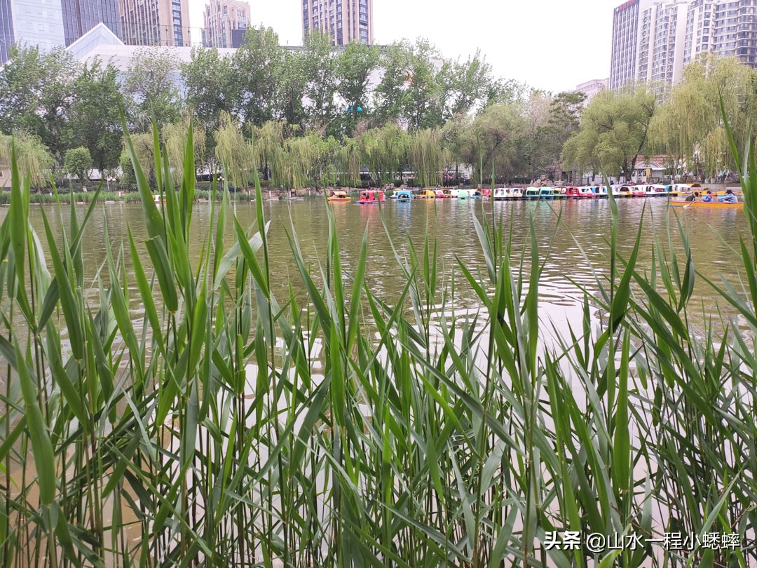 长安公园不愧是石家庄公园老大，牡丹花开真国色,游人如织来长安