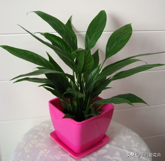 一帆风顺叶子发蔫怎么补救水培,一帆风顺黄叶怎么补救最快方法