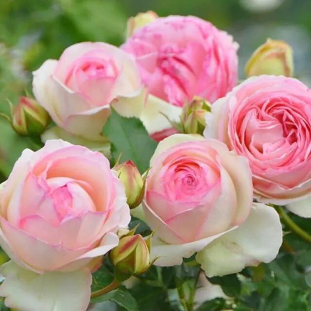 月季图鉴哪本书好,淘宝上最好养的月季品种