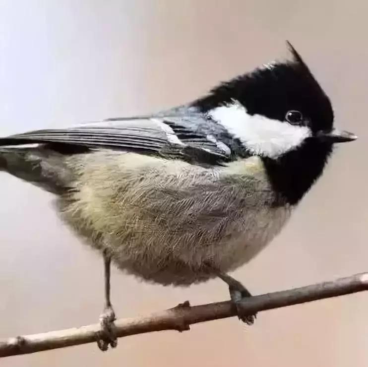 贝子叫视频完整版,贝子叫的视频