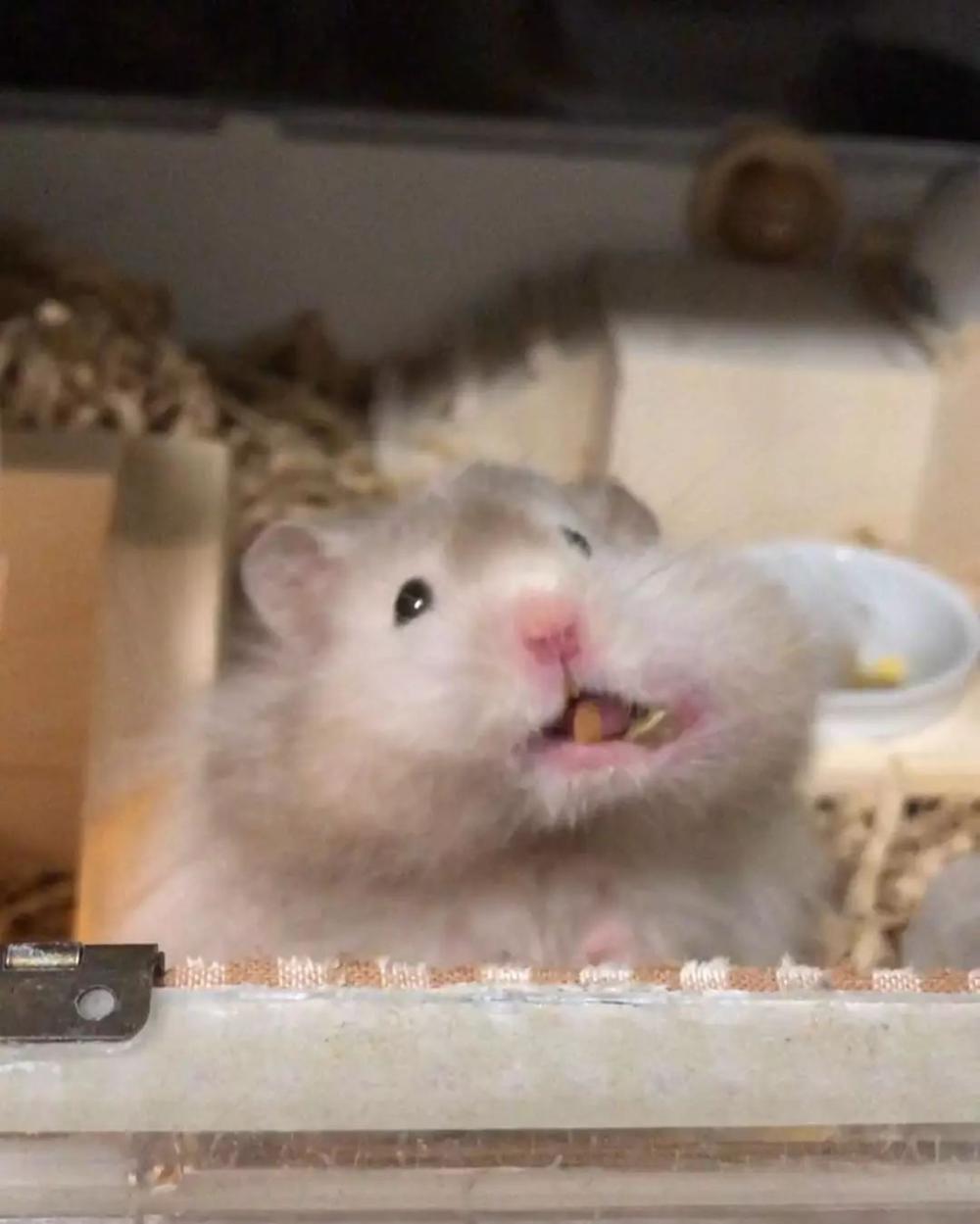 仓鼠掉毛是什么原因怎么治疗,仓鼠腹部大面积掉毛呈红色怎么办