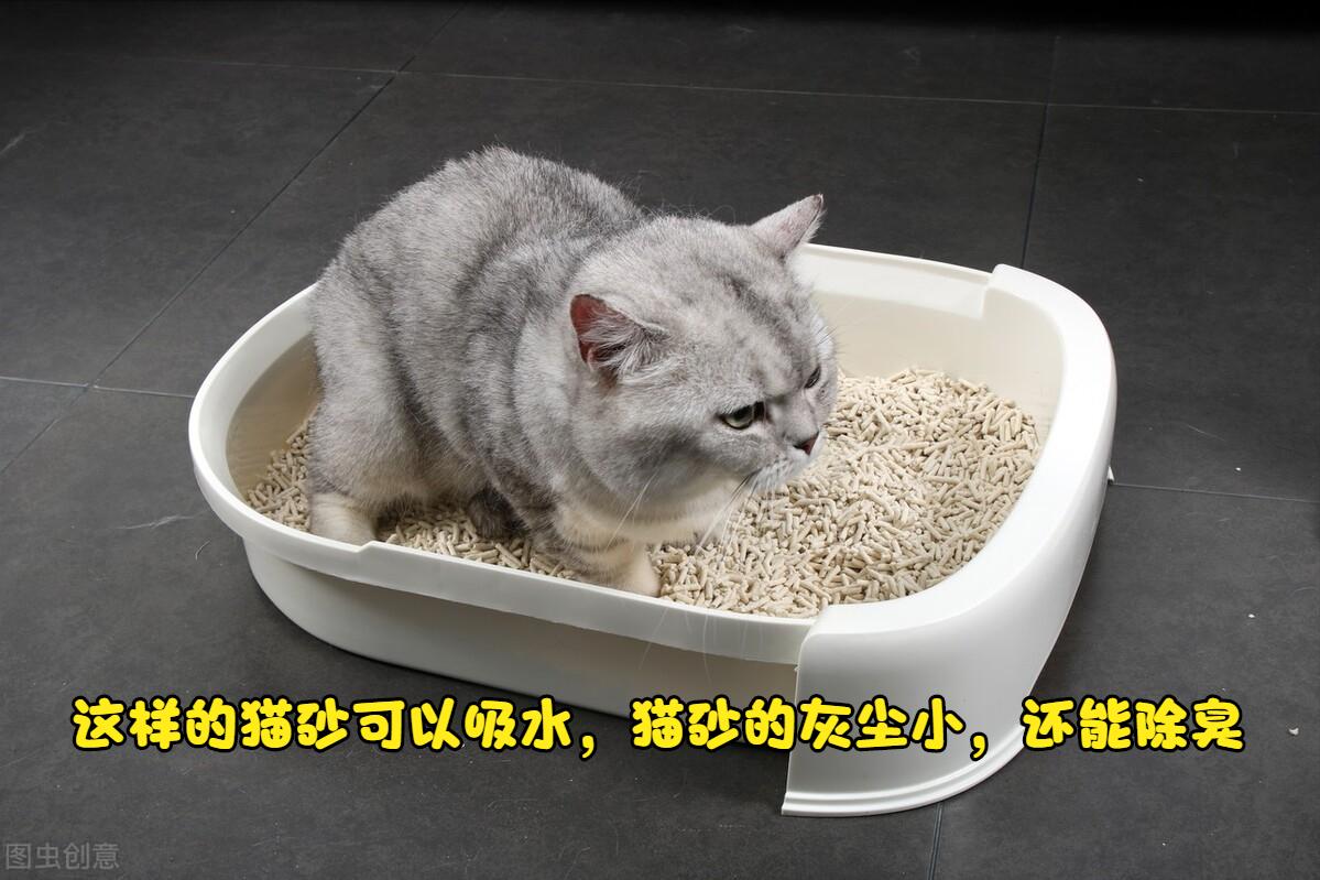 养猫经验分享新猫到家,养猫攻略新手养猫注意事项