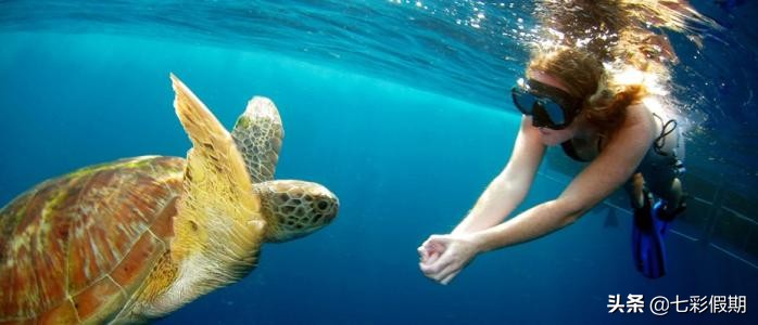 马尔代夫浮潜一定要浮潜证吗,马尔代夫浮潜和海龟浮潜的区别